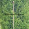 Iron Plant Stake Pack of 3 142cm high A0054