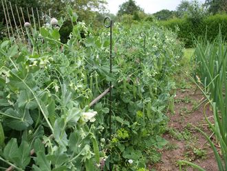 Pea Net Support Pack of 3 (147cm high)A0071: In use without the netting, picture kindly sent from a customers Garden, David Griffiths
