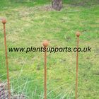 Iron Plant Stake Pack of 3 102cm high A0075