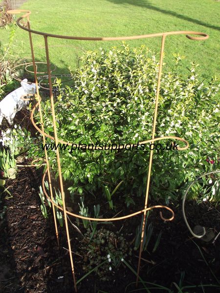 Pack Plant 43cm x 1.2m tall A0092 - Girdle, plant supports - - Plant Supports